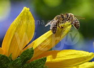Unione: consigli utili per evitare pesticidi, quattro incontri online sull’importanza di api e altri insetti utili