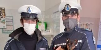 Cucciolo di cane con una zampa rotta da settimane: denunciata la proprietaria