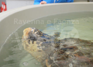 Tartaruga di 64 Kg recuperata al largo di Cervia portata Centro CESTHA