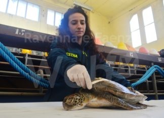 Rarissima tartaruga verde spiaggiata a Porto Corsini