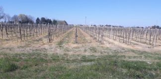 Legambiente: Fiumi di diserbante nelle campagne del ravennate, un danno per le acque e gli ecosistemi