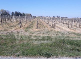 Legambiente: Fiumi di diserbante nelle campagne del ravennate, un danno per le acque e gli ecosistemi