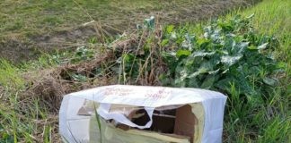 Gatto sigillato in una scatola e abbandonato davanti a una colonia