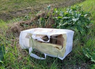 Gatto sigillato in una scatola e abbandonato davanti a una colonia