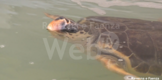 Al via il Progetto SEAntinel: un corso online con i biologi per imparare a monitorare le spiagge e salvare le tartarughe