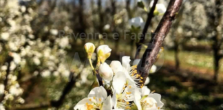 Massa Lombarda ricorda la giornata del Paesaggio: oltre 80 scatti omaggiano le bellezze del territorio
