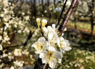 Massa Lombarda ricorda la giornata del Paesaggio: oltre 80 scatti omaggiano le bellezze del territorio