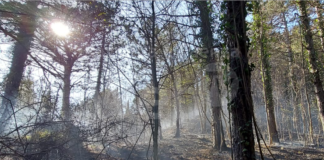 Incendi estivi: l’appello del Parco del Delta del Po