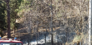 Incendio a Rontana, il Parco: “Vena del Gesso al centro di progetti di riconversione di conifere”