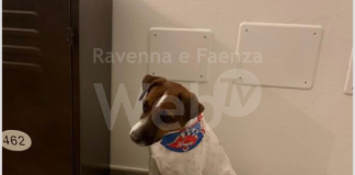 Il Rione Rosso regala agli ospiti del Rifugio del Cane le Colombau, le colombe per animali