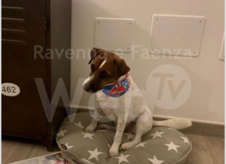 Il Rione Rosso regala agli ospiti del Rifugio del Cane le Colombau, le colombe per animali