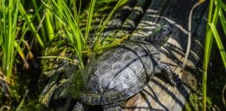 Unione: “Gli abitanti del Delta del Po”, quattro appuntamenti online per i ragazzi