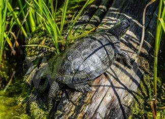 Unione: “Gli abitanti del Delta del Po”, quattro appuntamenti online per i ragazzi