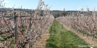 Agricoltura. Imprese colpite dalle gelate tardive nella primavera 2023, la Regione sollecita per rapidi indennizzi