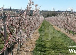 Danni da gelate di marzo e aprile 2021: attivata la piattaforma online per la ricognizione dei danni delle imprese agricole