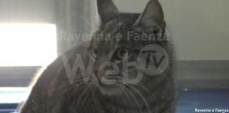 Undici nuovi cuccioli ritrovati davanti al canile