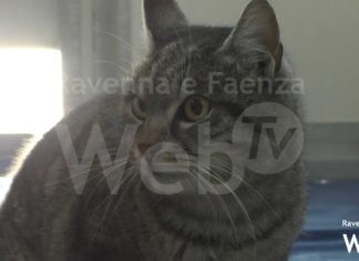 Undici nuovi cuccioli ritrovati davanti al canile