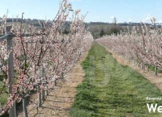 Temperature sottozero: rischi per albicocche, susine, pesche e kiwi