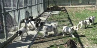 Tante storie al Rifugio del cane