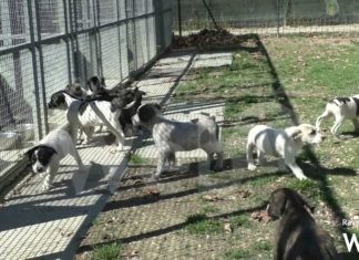 Tante storie al Rifugio del cane