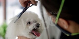 Alberghini: “Consentire la riapertura delle attività di toelettatura per animali”