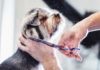 Può ripartire l’attività dei toelettatori per gli animali, ordinanza regionale in vigore da oggi