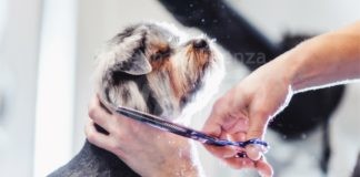 Può ripartire l’attività dei toelettatori per gli animali, ordinanza regionale in vigore da oggi