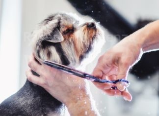 Può ripartire l’attività dei toelettatori per gli animali, ordinanza regionale in vigore da oggi