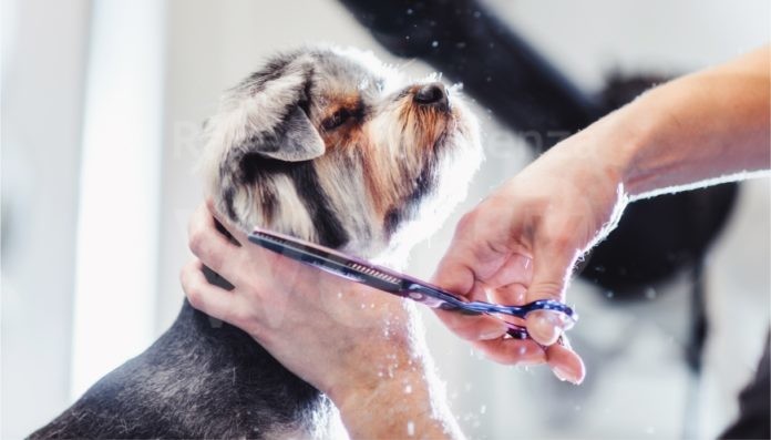 toelettatura_cani