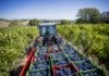 Legacoop Romagna: Danni irreparabili per i produttori di vino dai limiti per le produzioni di pianura
