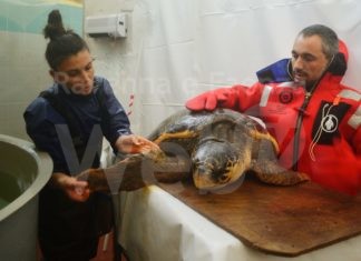 Importante accordo fra Autorità Portuale e Cestha: nell’ex stabulario un centro di ricerca e protezione della fauna marina