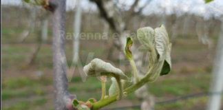 Coldiretti: Oltre 10 milioni di euro a disposizione delle aziende per la protezione dalle gelate