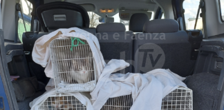 La “zona rossa” non ha fermato le attività dei volontari dell’Enpa: tanti i cani e i gatti aiutati dall’Associazione