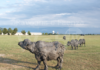 Due bufale di Sant’Apollinare in Classe prenderanno parte ad una mostra in Svizzera