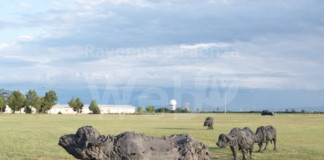 Due bufale di Sant’Apollinare in Classe prenderanno parte ad una mostra in Svizzera