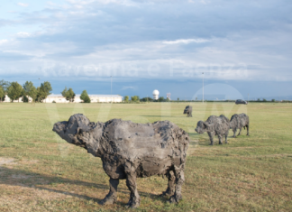 Due bufale di Sant’Apollinare in Classe prenderanno parte ad una mostra in Svizzera