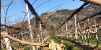 Def, Coldiretti: “Servono aiuti subito per i danni da gelo”