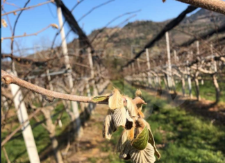 Def, Coldiretti: “Servono aiuti subito per i danni da gelo”