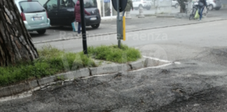 Ancisi (LpRa): “Nel 2021 il risanamento di via Aquileia dalle radici dei pini. Accolta la nostra richiesta”