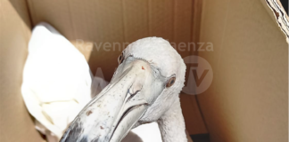 Bloccato in salina con un’ala spezzata: recuperato giovane fenicottero