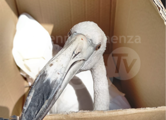 Bloccato in salina con un’ala spezzata: recuperato giovane fenicottero