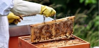 Lugo, ruba quattro arnie e nel tentativo di scappare perde la refurtiva: 70enne arrestato