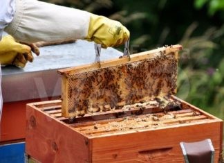 Lugo, ruba quattro arnie e nel tentativo di scappare perde la refurtiva: 70enne arrestato