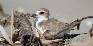 Bene le giornate di pulizia spiagge, ma non si facciano durante la nidificazione