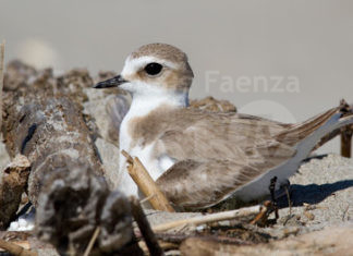Bene le giornate di pulizia spiagge, ma non si facciano durante la nidificazione