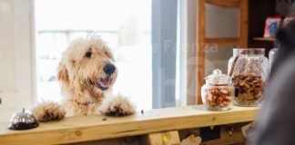 “Cervia for pet”: padroni e animali potranno godersi le vacanze grazie all’assistenza veterinaria fornita dagli alberghi