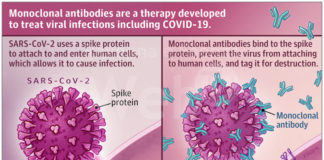 Coronavirus: iniziate le terapie con gli anticorpi monoclonali. Primo bilancio fra un paio di mesi