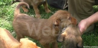 Otto cuccioli in adozione