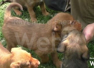 Otto cuccioli in adozione