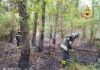 Incendio nella pineta di Milano Marittima, intervengono i Vigili del Fuoco